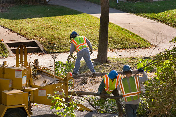 Reliable Davis Junction, IL Tree Removal Solutions